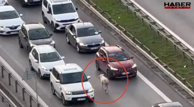 İstanbul trafiğinde koyun paniği