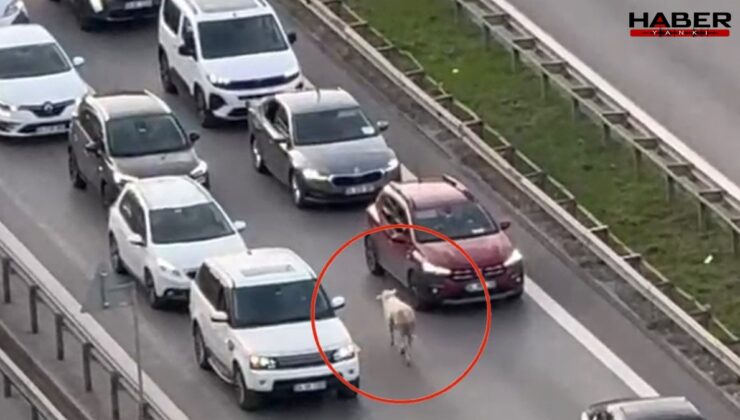 İstanbul trafiğinde koyun paniği