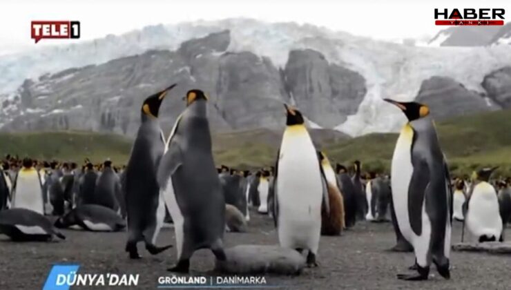 Kayyumun ilk icraatı: TELE1’de penguen belgeseli yayını