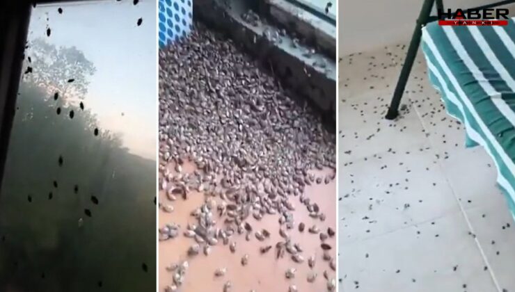 Kentteki evleri istila etti! Tehlike her geçen gün büyüyor… Halk pencereleri bantlıyor