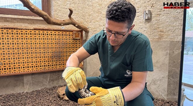 Konya'da rutin kontrolde cebinden piton çıktı