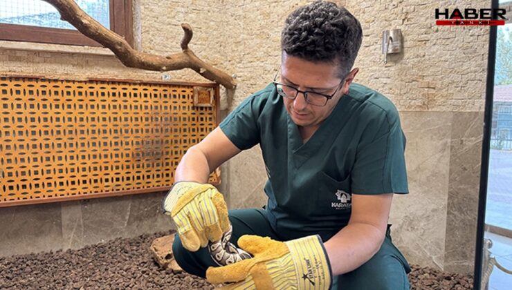 Konya'da rutin kontrolde cebinden piton çıktı