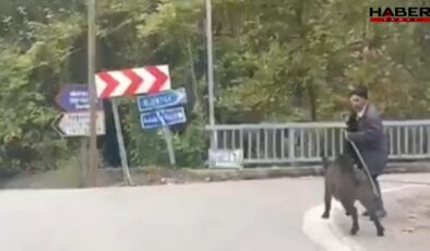 Köpekten kaçan domuzdan son anda kurtuldu: O anlar kamerada