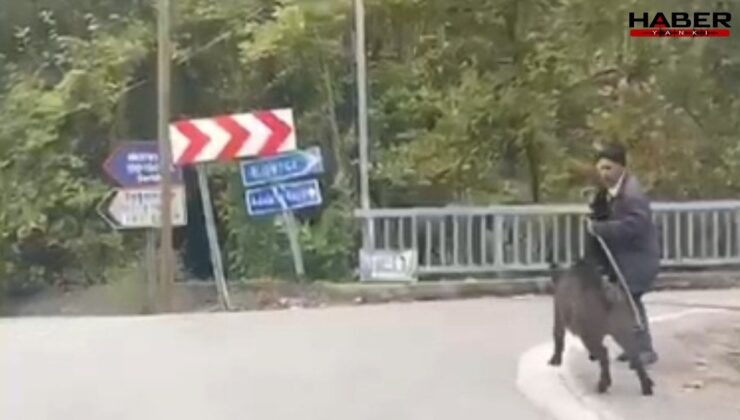 Köpekten kaçan domuzdan son anda kurtuldu: O anlar kamerada