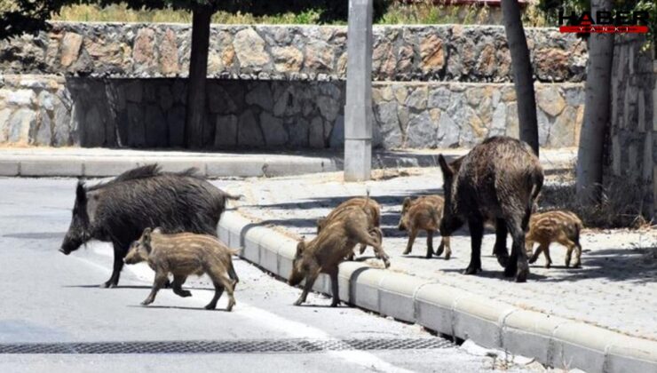 Kurşun teşvikli domuz avı projesi tartışma yarattı