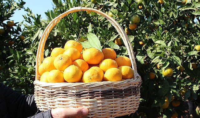Satsuma mandalinanın ihracat yolculuğu 17 Ekim’de başlıyor