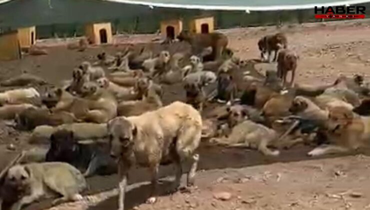 Sokak köpekleri barınak değil sanki toplama kampında! 'Ne yeterli mama var ne de temiz su'