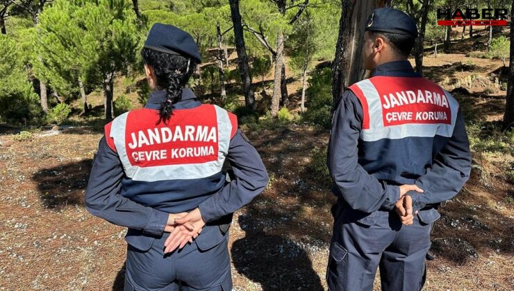 Yılsa sadece 15 gün açıyor, jandarmalar koruyor: Koparmanın cezası 557 bin lira