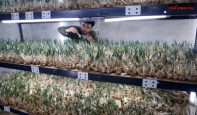 5 kilosu büyük şehirde ev aldırıyor: Topraksız 14 m² alanda bile bereketli hasat alındı