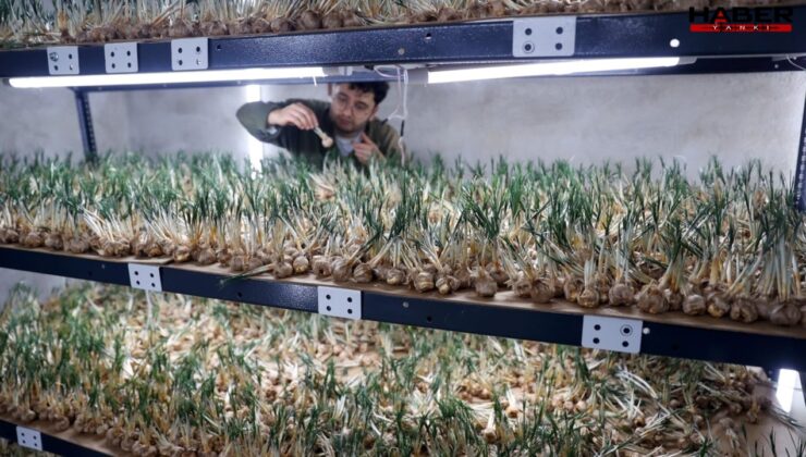 5 kilosu büyük şehirde ev aldırıyor: Topraksız 14 m² alanda bile bereketli hasat alındı