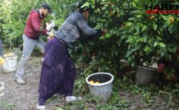 7 liraya üretiliyor, 3 liraya satılıyor: Çiftçi bu yılki hasada isyan etti