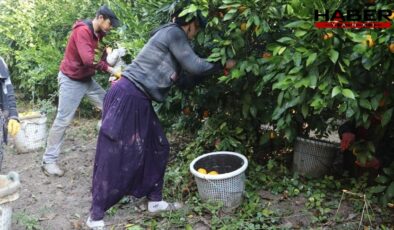 7 liraya üretiliyor, 3 liraya satılıyor: Çiftçi bu yılki hasada isyan etti