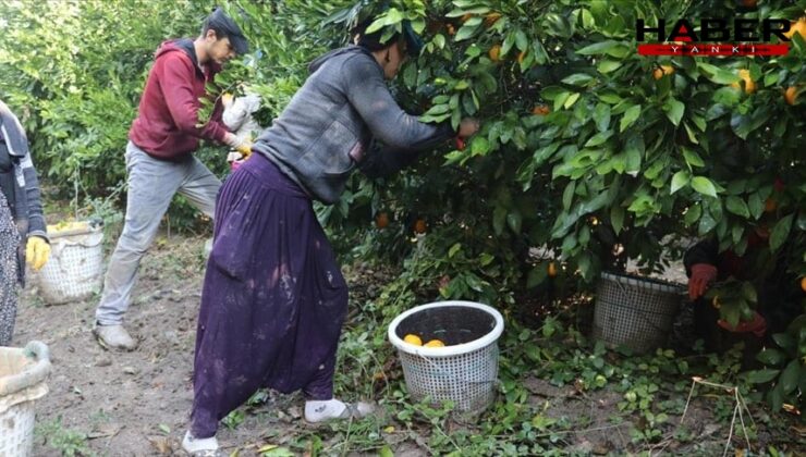 7 liraya üretiliyor, 3 liraya satılıyor: Çiftçi bu yılki hasada isyan etti