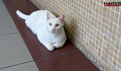 Bakırköy Adliyesi’ndeki kediler toplatılacak