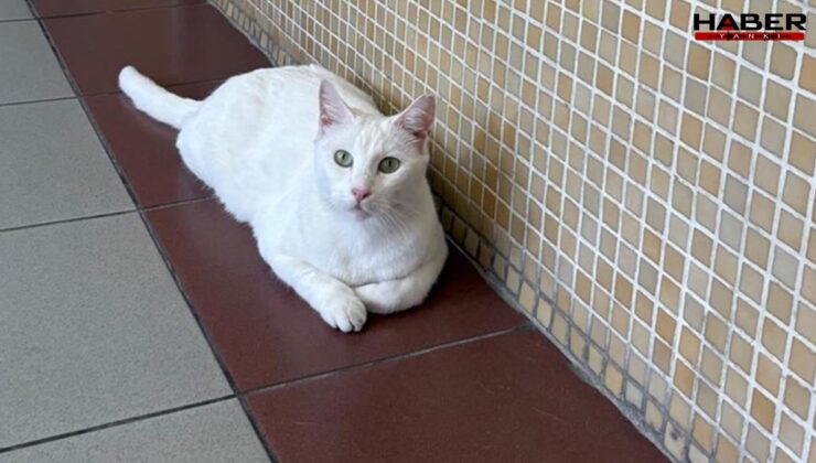 Bakırköy Adliyesi’ndeki kediler toplatılacak