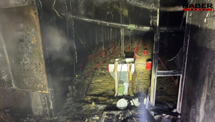 Balıkesir'de tavuk çiftliğinde çıkan yangında 5 bin civciv telef oldu