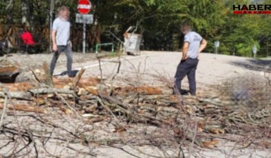 Bursa'da üzerine ağaç devrilen belediye işçisi yaşamını yitirdi