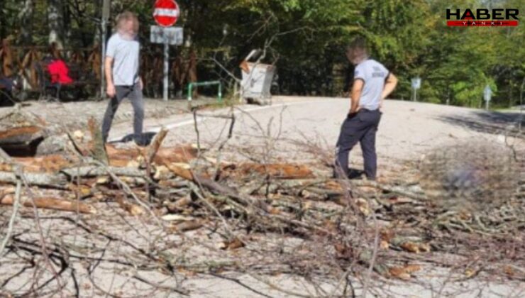 Bursa'da üzerine ağaç devrilen belediye işçisi yaşamını yitirdi