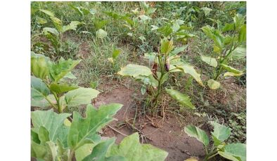 Efes Tarlası Yaşam Köyü’nde Elde Edilen Yerel Tohumlar Anadolu’nun Dört Bir Yanında Filizleniyor