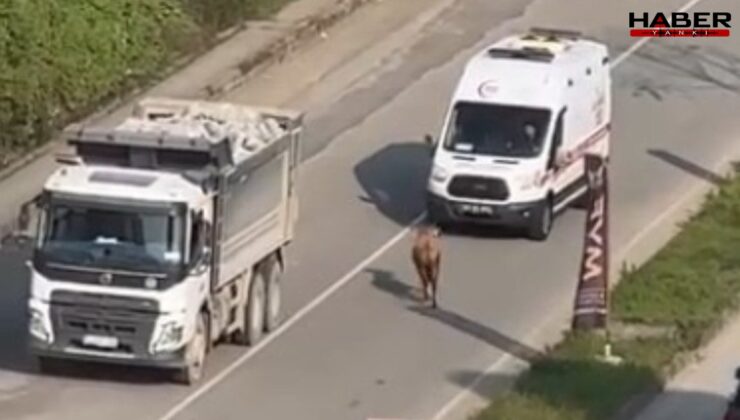 Firari inek trafiği altüst etti: O anlar kamerada