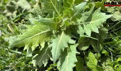 Ispanak sanıp yiyen 11 kişi zehirlendi