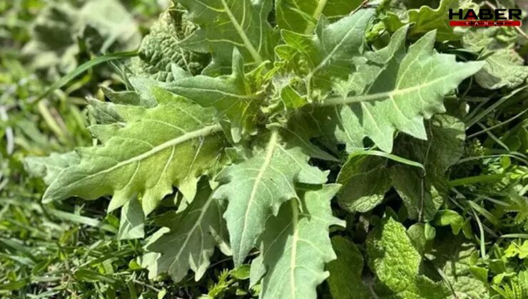 Ispanak sanıp yiyen 11 kişi zehirlendi