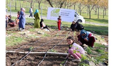 Mahalle bostanlarında kış dikimleri başladı