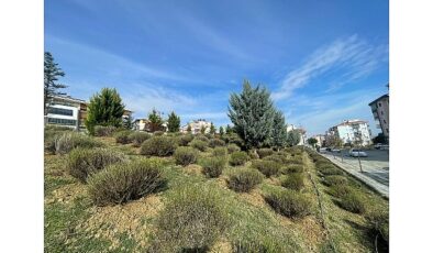 Malkara’da Daha Yeşil Bir Kent İçin Lavanta Fidanı Ekimi Başladı