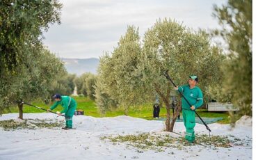 Milas Belediyesi Zeytin Hasadına Başladı