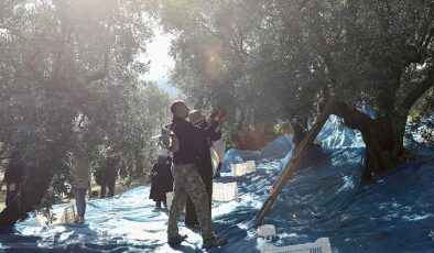 Mudanya’da Zeytin Hasadı sezonu başladı