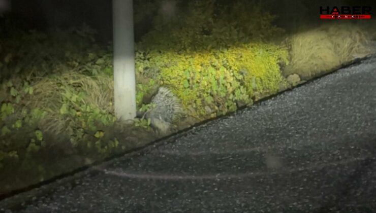 Nesli tükenmek üzereyken Aydın'da görüldü