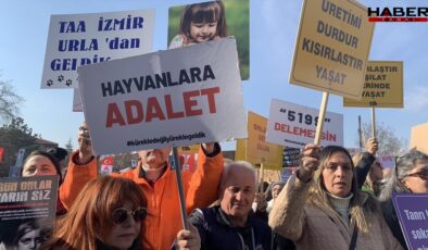 Sahipsiz köpeği sürüklediği iddia edilen çalışan serbest bırakıldı