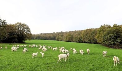 Süt otu desteği meraları berekete kavuşturdu