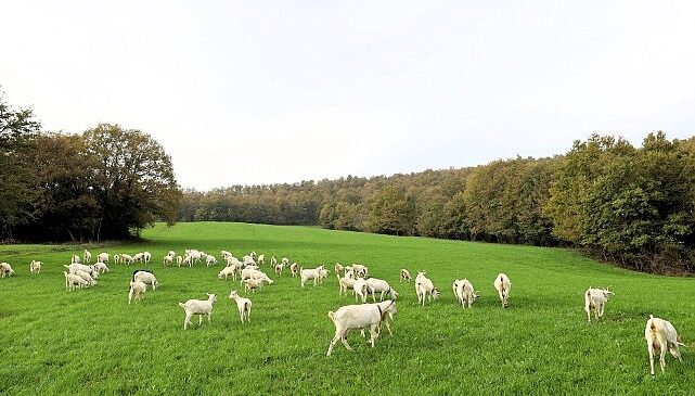 Süt otu desteği meraları berekete kavuşturdu
