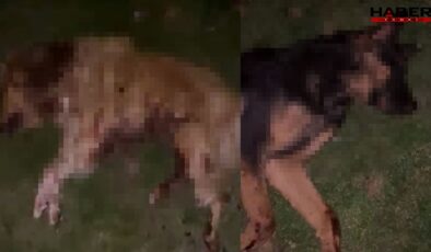 Vicdansızlığın da bu kadarı! 9 köpeği kurşunlayıp çöp kutusuna attılar