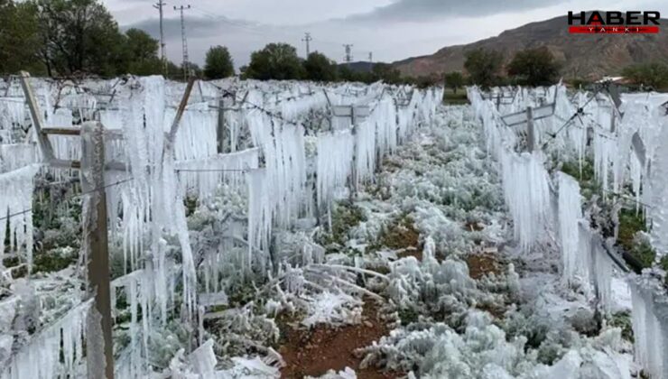 Zirai dondan etkilenen çiftçilere yeni ödeme