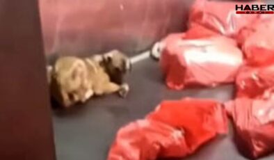 Barınakta çöp poşetlerindeki ölü köpekler bulundu! Soruşturma başlatıldı