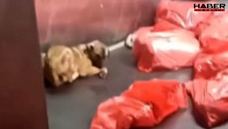 Barınakta çöp poşetlerindeki ölü köpekler bulundu! Soruşturma başlatıldı