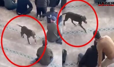 Camide panik: Pitbull cemaatin arasına daldı!