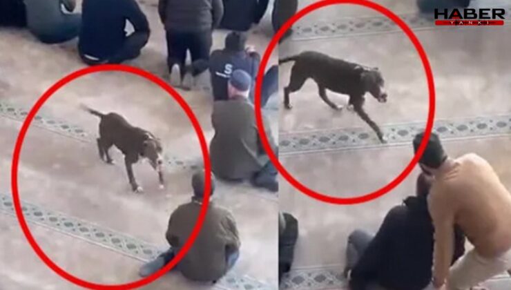 Camide panik: Pitbull cemaatin arasına daldı!