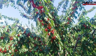 Edirne tarlalarından Avrupa sofralarına! Tescilli lezzet rekorlar kırıyor