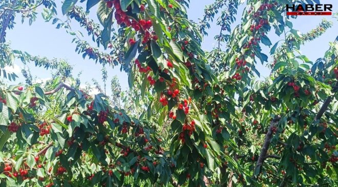 Edirne tarlalarından Avrupa sofralarına! Tescilli lezzet rekorlar kırıyor