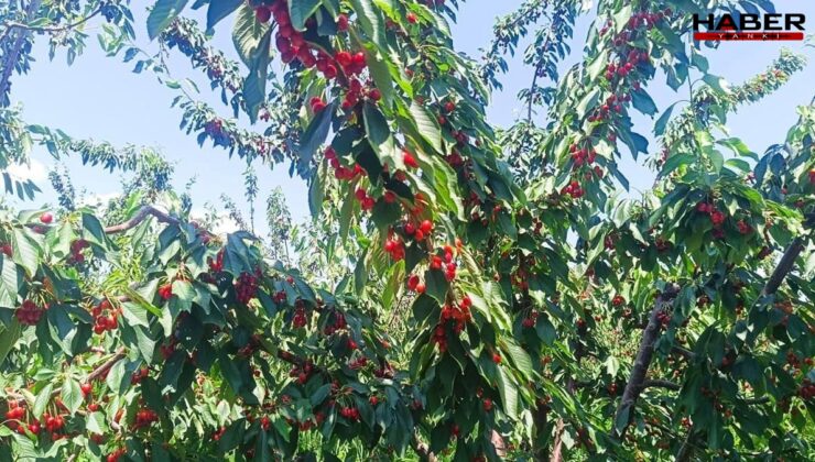 Edirne tarlalarından Avrupa sofralarına! Tescilli lezzet rekorlar kırıyor