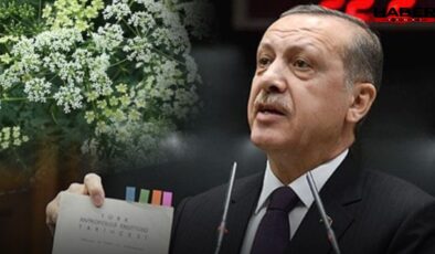 Erdoğan'ın 'Gerekirse içeriz' dediği Baldıran zehri nedir?