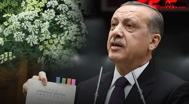 Erdoğan'ın 'Gerekirse içeriz' dediği Baldıran zehri nedir?