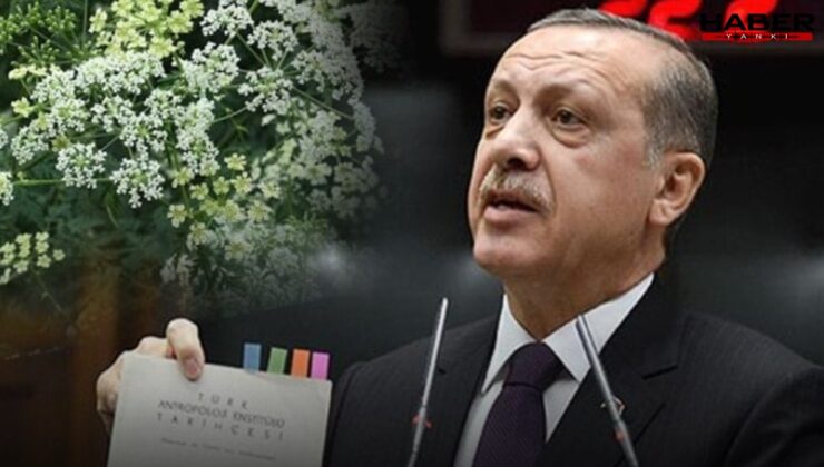 Erdoğan'ın 'Gerekirse içeriz' dediği Baldıran zehri nedir?