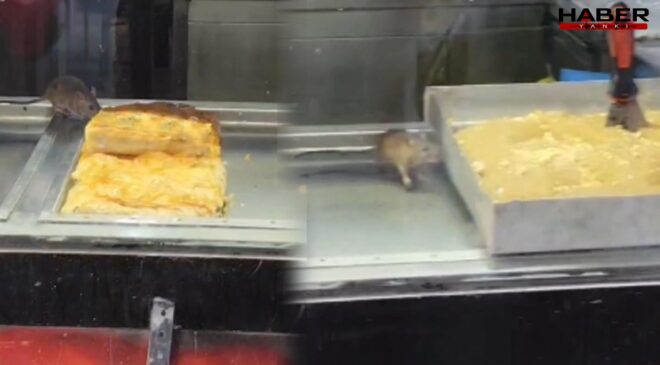 Görenler gözlerine inanamadı! Börekçi vitrininde fare geziyor
