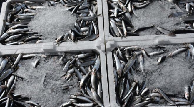 Hamsinin kilosu 100 TL'ye indi