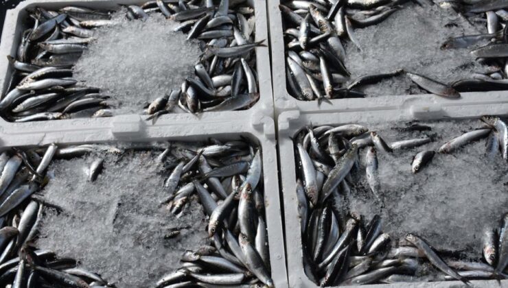 Hamsinin kilosu 100 TL'ye indi