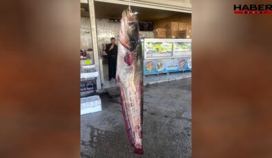 Kahramanmaraş'ta 100 kilogramlık yayın balığı yakalandı